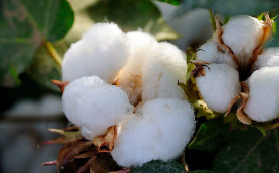 棉花有阶段性上涨需求优势不及去年 