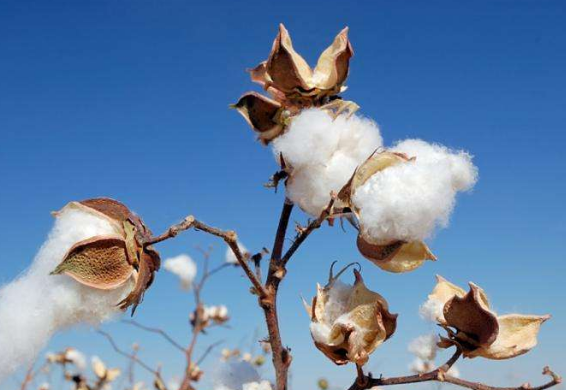 新疆：优质棉受争抢 市场信心满满 