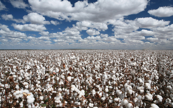 新疆棉花市场价格将走向何方 